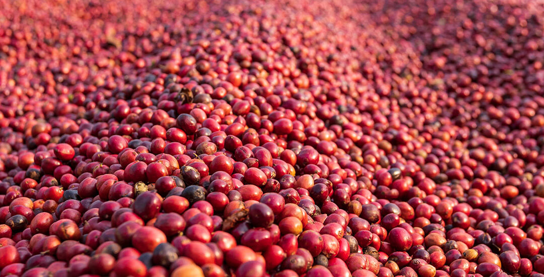 Más allá de los granos: revelando la magia del café de Costa Rica