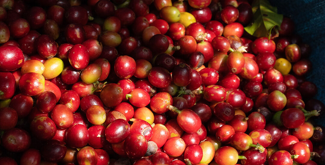 Del grano a la infusión: desentrañando la ciencia del café de Costa Rica