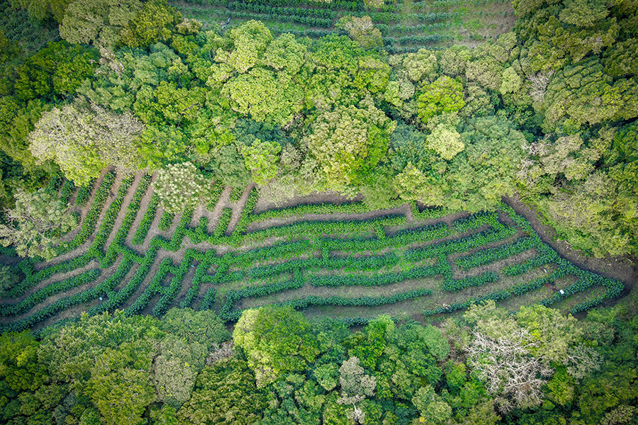 coffee maze